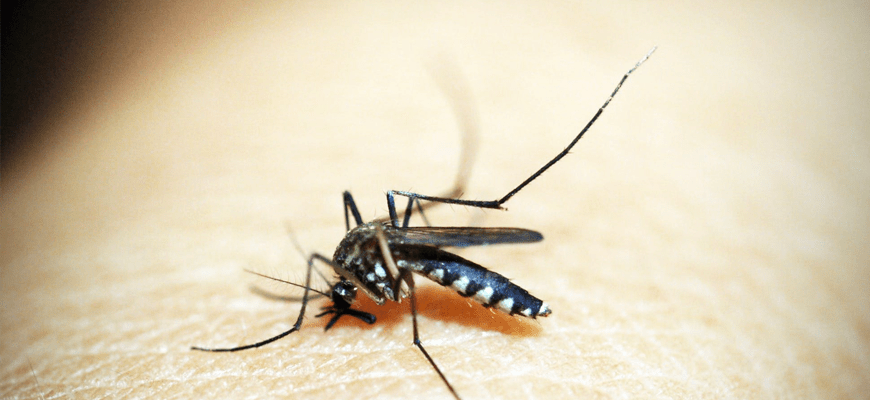 picadura mosquito tigre