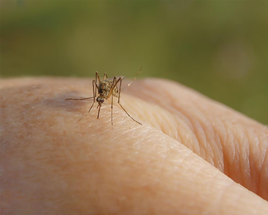 fumigacion mosquitos insectos voladores valencia